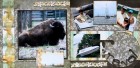 Zoo Scrapbook Page Kit