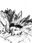 Donna Salazar Sunflower Rubber Stamp