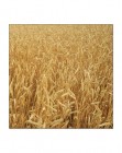 Creative Imaginations Wheat Paper