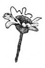 N/A Rubber Stamps Donna Salazar Lil' Daisy 2 Rubber Stamp